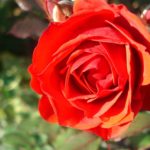 Rose in Tiergarten