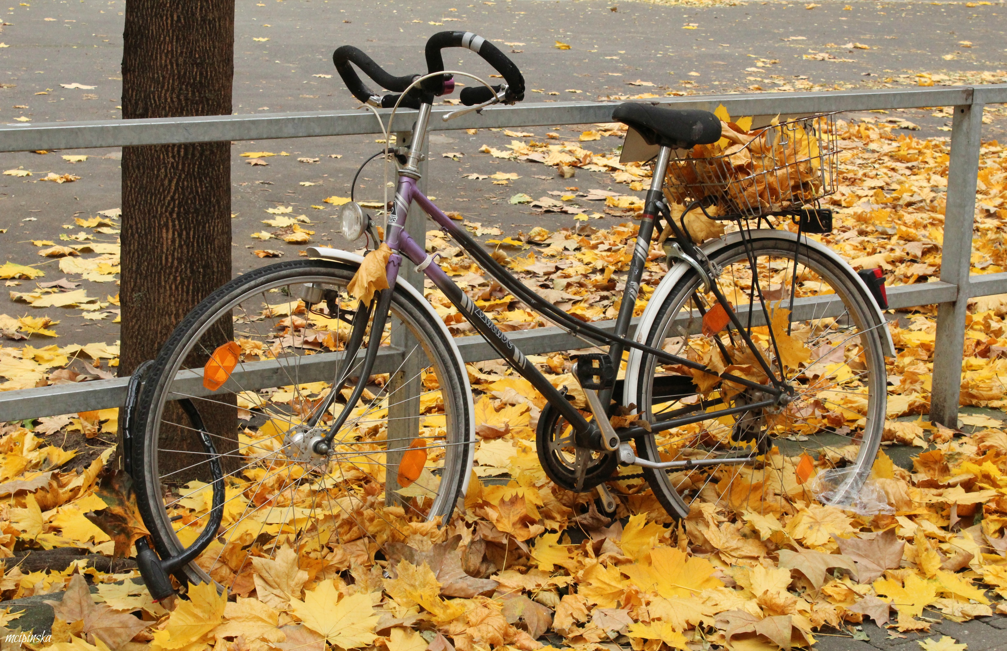 Autumn bike