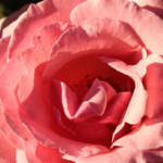 Rose garden Mainz