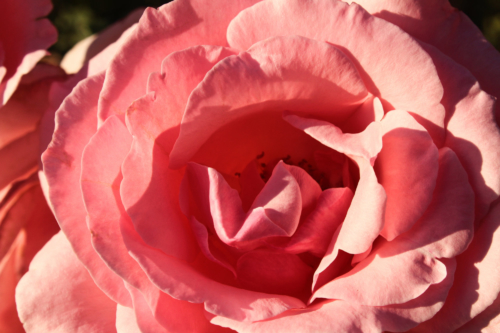 Rose garden Mainz