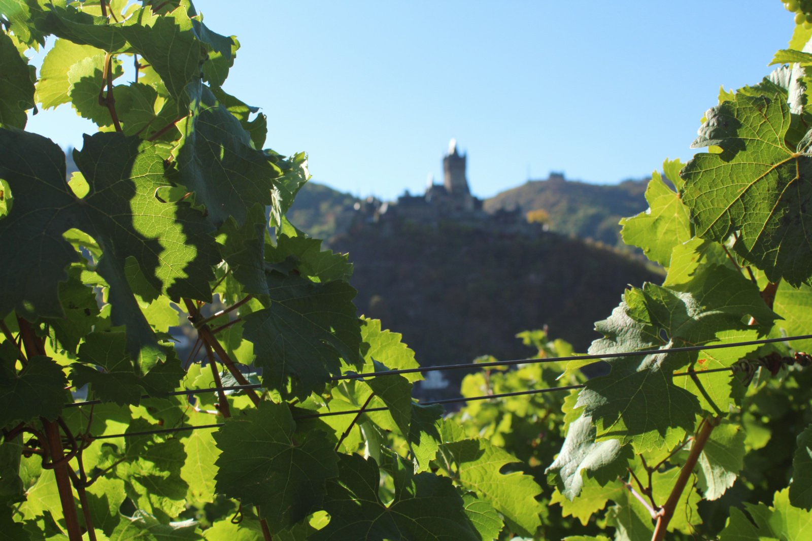 Cochem vineyard