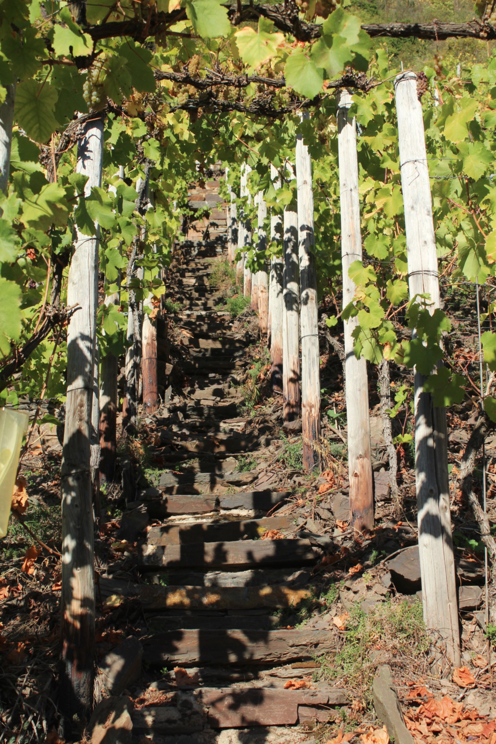 Mosel vineyard
