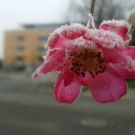 Winter flower