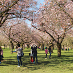 Schwetzingen cherry blossoms garden