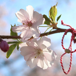 Schwetzingen cherry blossoms garden