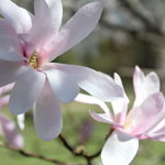 Schwetzingen magnolia