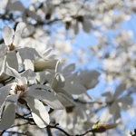 Schwetzingen magnolia