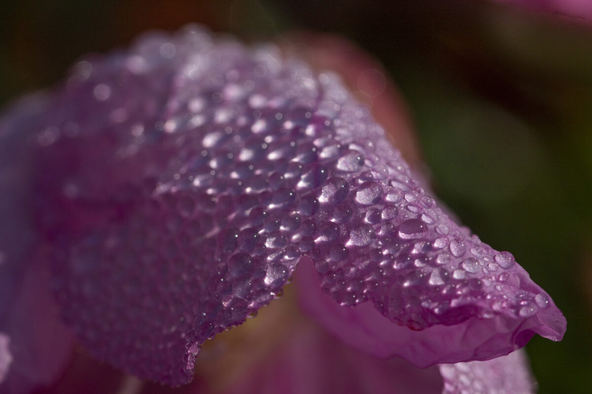 morning dew