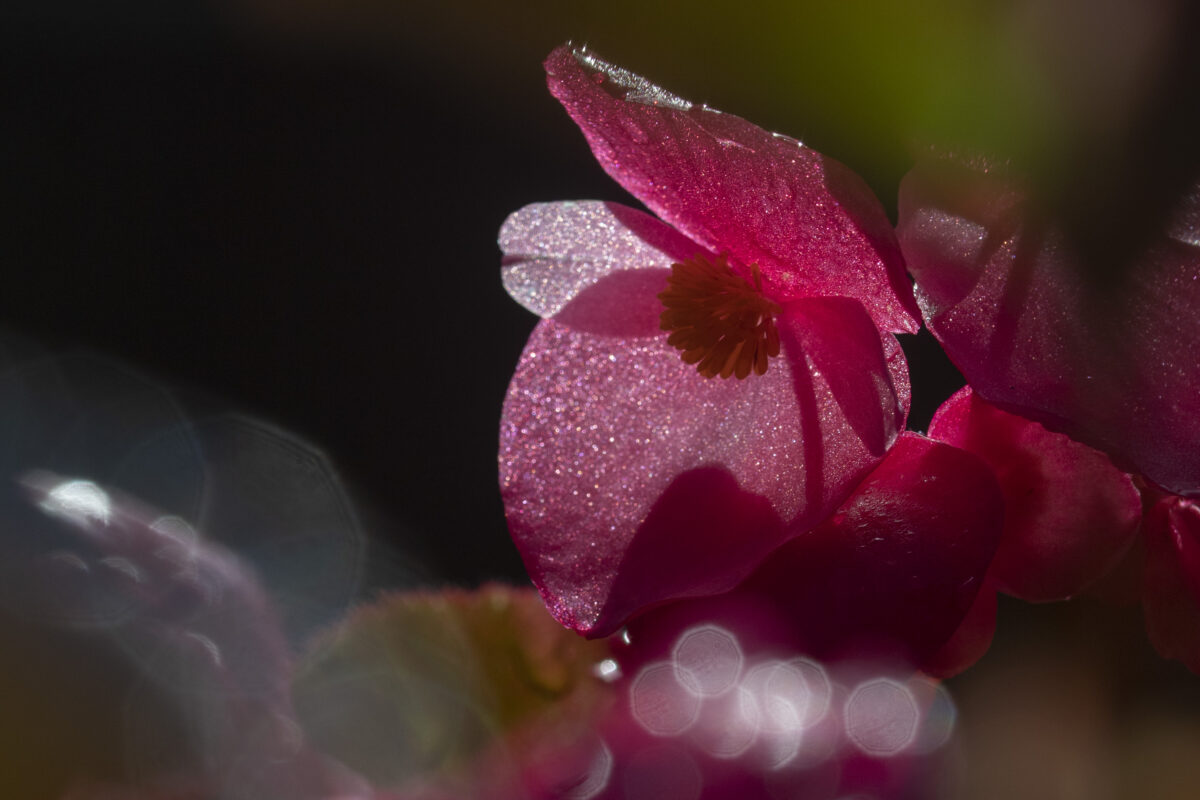 Begonia